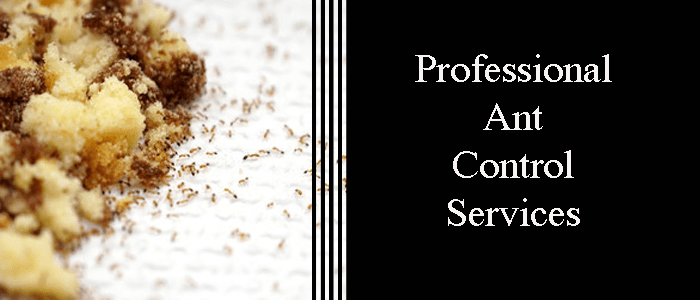 Professional Ant Controllers