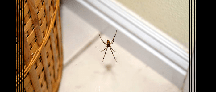 Spider Control Newtown